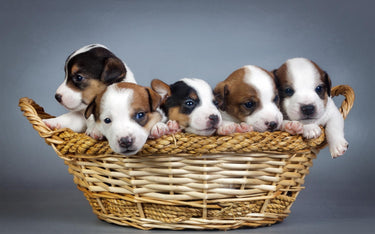 Puppies Lover Diamond Painting Kit - DIY